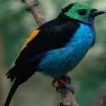 Sample 6 – Paradise tanager