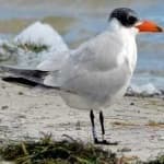 Sample 3 – Caspian tern