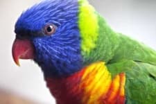 Sample 5 – Lory