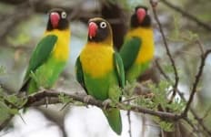 Sample 2 – Lovebird