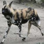 Sample 3 – African wild dog