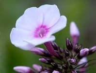Sample 3 – Garden phlox