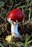 Sample 2 – Agaric