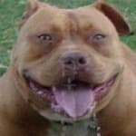 Sample 4 – Pit bull