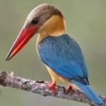 Sample 4 – Stork billed kingfisher