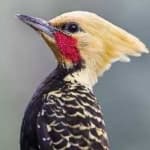Sample 5 – Blonde crested woodpecker