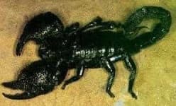 Sample 5 – Scorpion