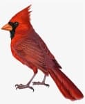 Sample of Cardinal