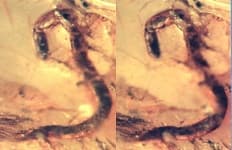 Sample 2 – Nematode