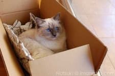 Sample 5 – Ragdoll