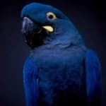 Sample 1 – Lears macaw