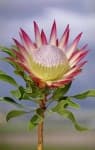 Sample 6 – King protea