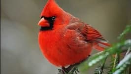 Sample 6 – Cardinal
