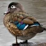 Sample 3 – Wood duck