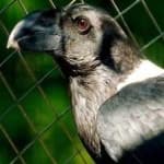 Sample 5 – White necked raven