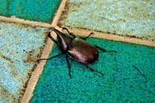 Sample 1 – Rhinoceros beetle