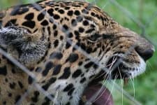 Sample 6 – Jaguar car
