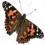 Sample 12 – Painted butterfly