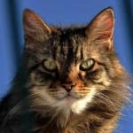 Sample 3 – Cat face