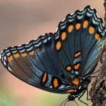 Sample 4 – Spotted