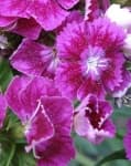 Sample 3 – Sweet william