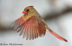 Sample 5 – Cardinal