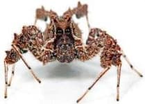 Sample 6 – Spider