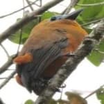 Sample 3 – Capuchinbird