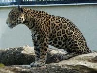 Sample 4 – Leopard
