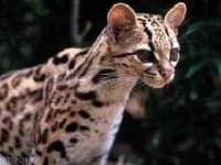 Sample 4 – Wild cat