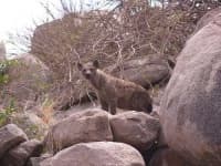 Sample 2 – Hyena