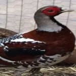 Sample 14 – Elliots pheasant