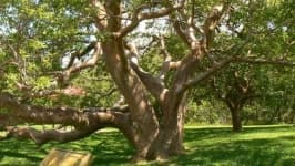 Sample 4 – Tree