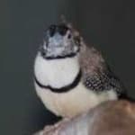 Sample 3 – Double barred finch