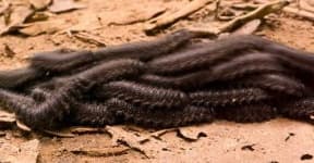 Sample 6 – Thunder snake