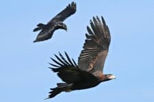 Sample 3 – Raven