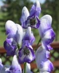 Sample 5 – Monkshood