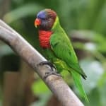 Sample 1 – Lory