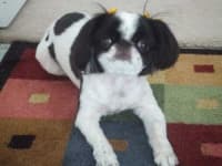 Sample 5 – Japanese chin