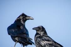 Sample 5 – Raven