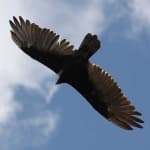 Sample 3 – Vulture