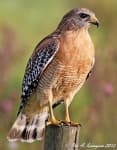 Sample 3 – Hawk