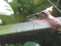 Sample 2 – Hummingbird