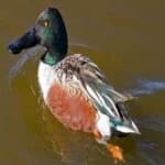 Sample of Northern shoveler