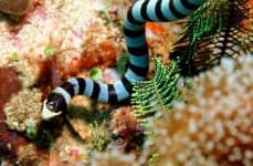 Sample 2 – Sea snake