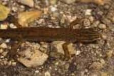 Sample 2 – Common newt