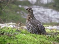 Sample 5 – Black grouse