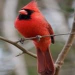 Sample 3 – Northern cardinal