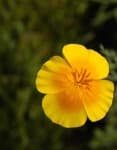 Sample 3 – Californian poppy