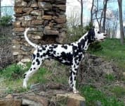 Sample 6 – Dalmatian